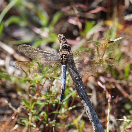 Blue Skimmer
