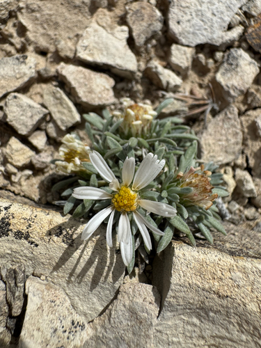 Townsendia mensana, photograph 1