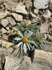 Townsendia mensana, photograph (c) Parker James Lloyd, some rights reserved (CC BY)