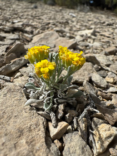 Parasol Bladderpod (Physaria subumbellata)