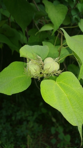 Adenochlaena leucocephala