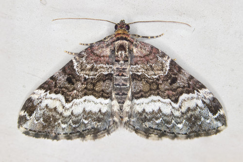 American Sharp-angled Carpet