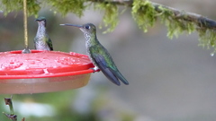 Taphrospilus hypostictus