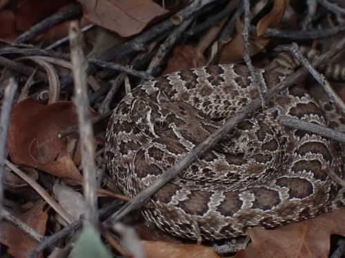 Prairie Rattlesnake
