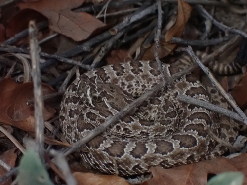 Prairie Rattlesnake