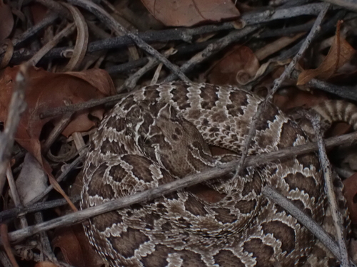 Prairie Rattlesnake