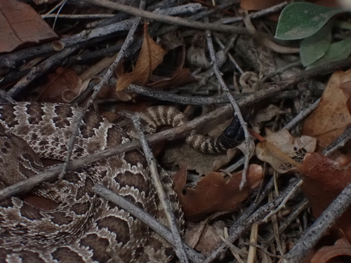 Prairie Rattlesnake