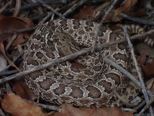 Prairie Rattlesnake