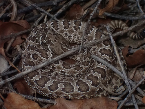 Prairie Rattlesnake