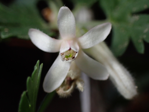 Ribes leptanthum