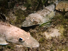 Platycephalidae