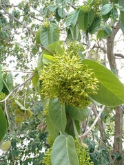 Sterculia ceramica