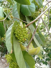 Sterculia ceramica