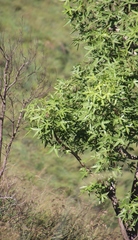 Cussonia natalensis image
