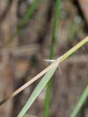 Rytidosperma gracile