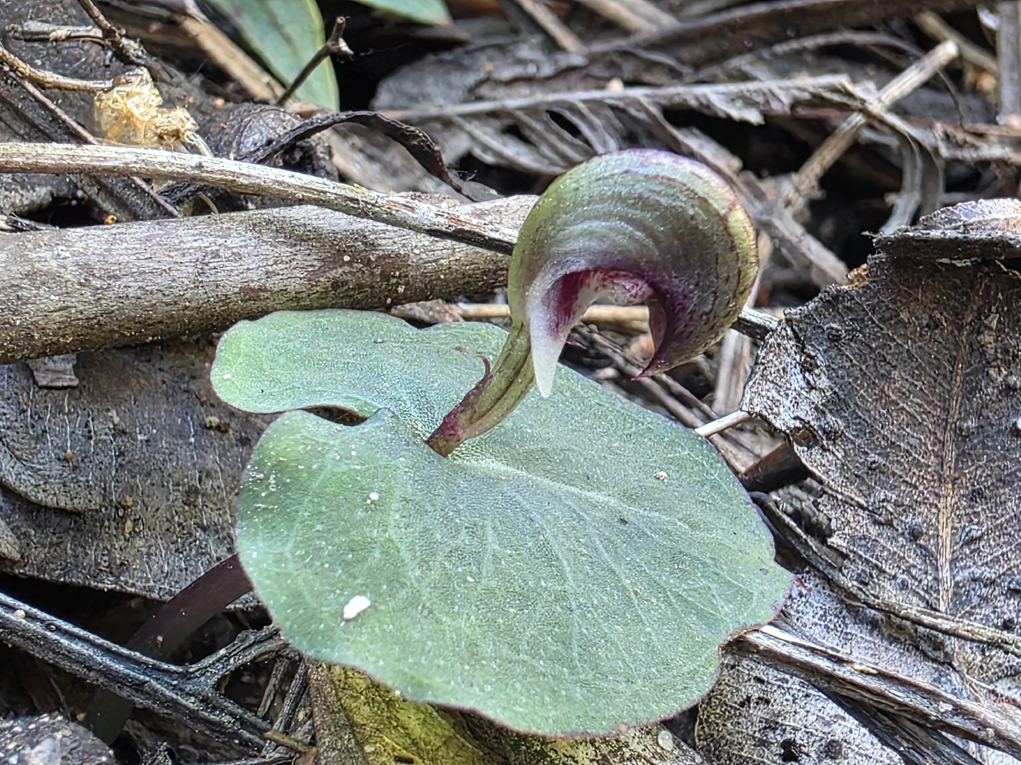 Imagem de Corybas aconitiflorus