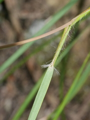 Rytidosperma gracile