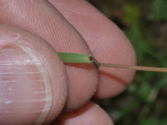 Rytidosperma gracile