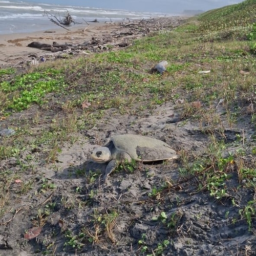 Tortuga lora observed by aguzt
