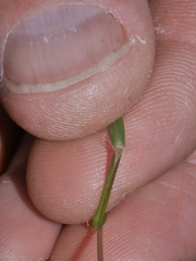 Rytidosperma gracile