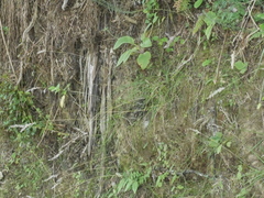 Rytidosperma gracile