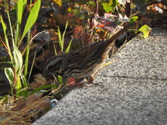 Melospiza melodia