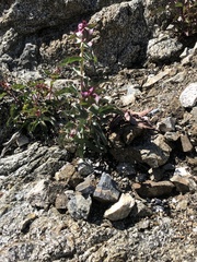 Penstemon clevelandii
