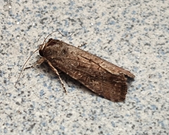 Lepidoptera