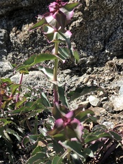 Penstemon clevelandii