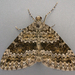 Grey Mountain Carpet - Photo (c) Janet Graham, some rights reserved (CC BY)