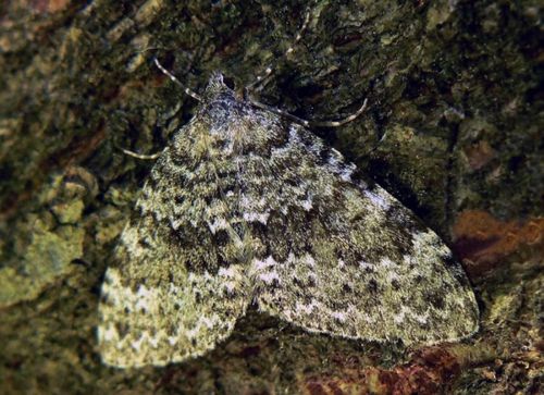 Grey Mountain Carpet