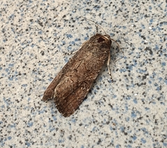 Lepidoptera