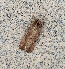 Lepidoptera