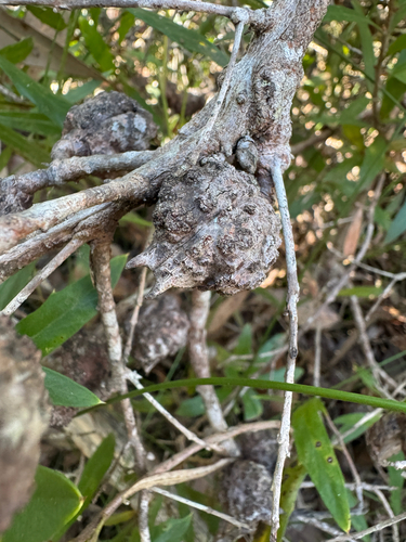 Hakea oleifolia, photograph 6