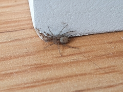 Oecobius navus