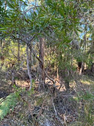 Hakea oleifolia, photograph 4