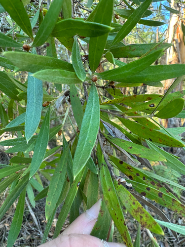 Hakea oleifolia, photograph 3