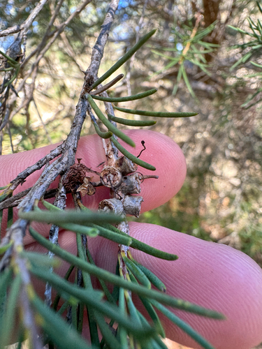 Swamp Paperbark (Melaleuca rhaphiophylla)