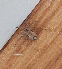 Oecobius navus