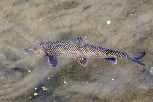Barbel steed (Hemibarbus labeo) — Cyprinidae
