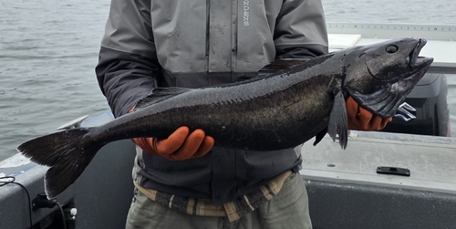Black cod (Anoplopoma fimbria) — Anoplopomatidae
