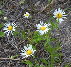 Aphanostephus skirrhobasis
