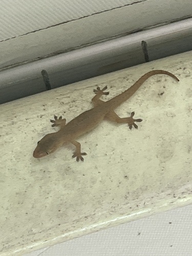 Hemidactylus frenatus