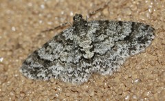 Myrioblephara desumpta