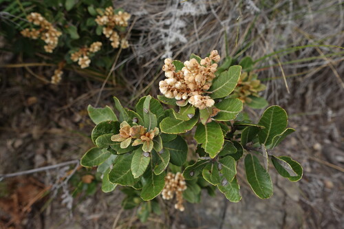 Clethra fimbriata, photograph 1