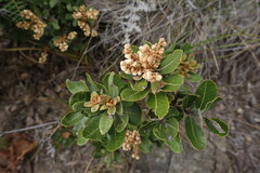 (c) Eric Schmidt, some rights reserved (CC BY) Clethra fimbriata, photograph (c) Eric Schmidt, some rights reserved (CC BY)