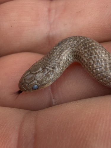 Great Plains Ground Snake