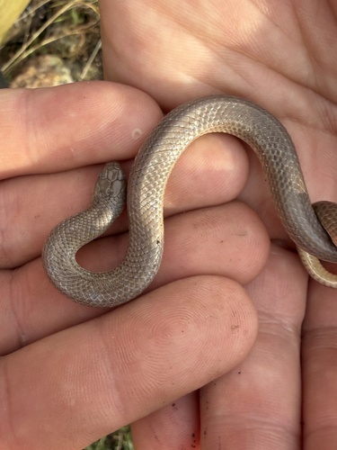 Great Plains Ground Snake