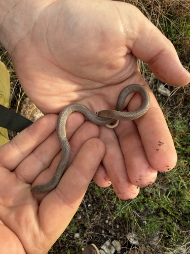 Great Plains Ground Snake