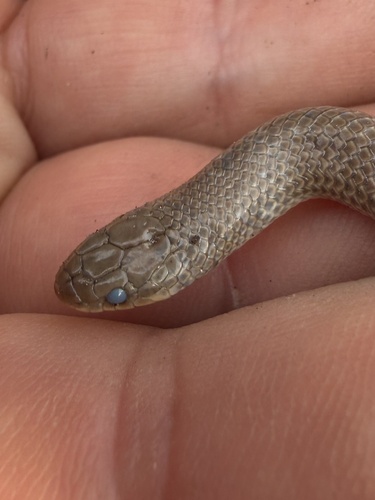 Great Plains Ground Snake
